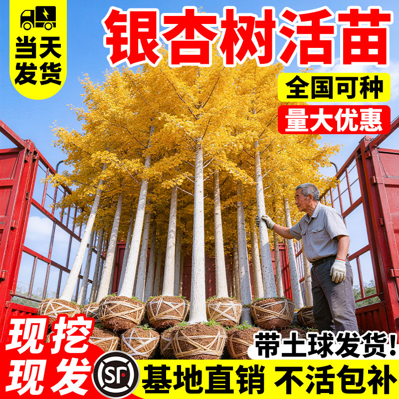 银杏树活苗白果苗庭院行道树绿化苗木南北方种植绿化工程苗易成活
