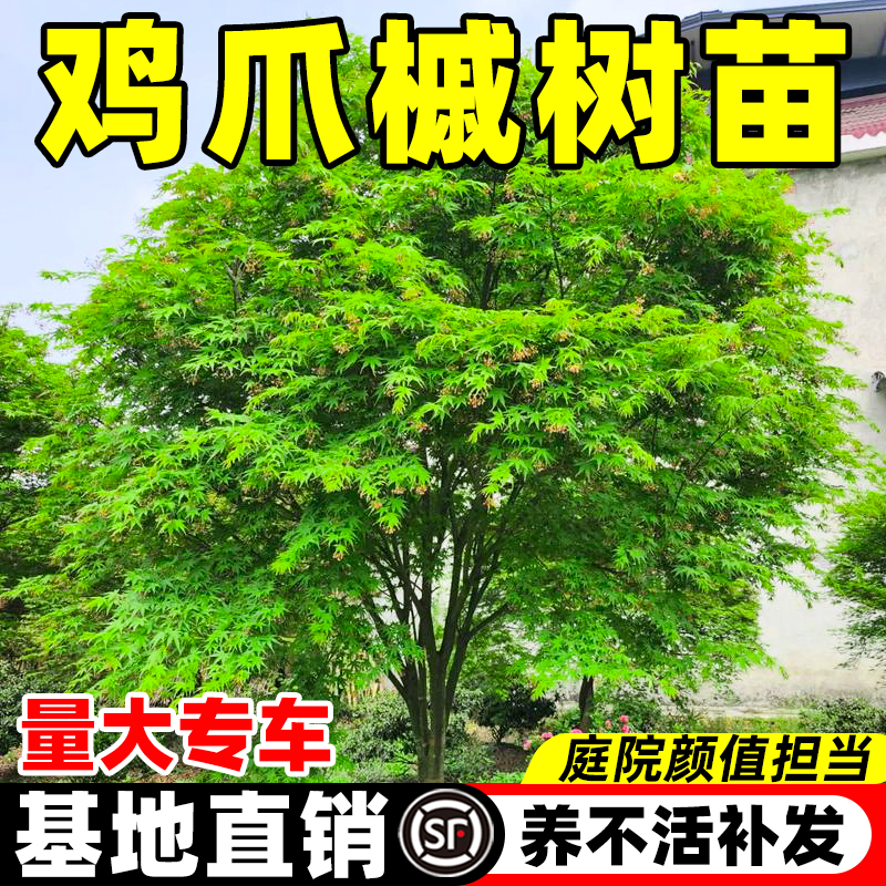 鸡爪槭树苗造型树盆栽大树小叶盆景庭院老桩原生红枫四季绿化苗木