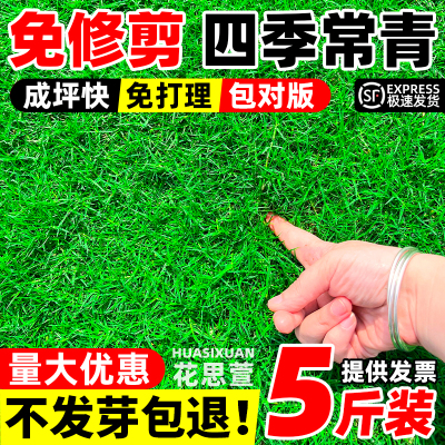 草坪草籽四季青地毯草庭院绿化黑麦草狗牙根矮生护坡草种草皮草子