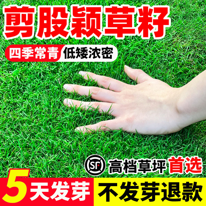 剪股颖草籽矮生庭院别墅绿化草坪免修剪四季常青民宿露营草皮种子