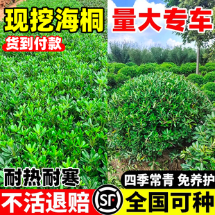 四季常青海桐树苗庭院绿化气味芳香海桐球耐寒植物行道围墙绿篱苗