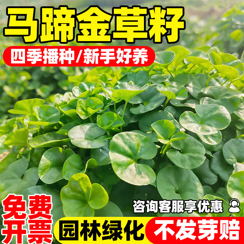 马蹄金草籽四季常青园林绿化耐热耐阴矮生铜钱草地被植物草坪种子