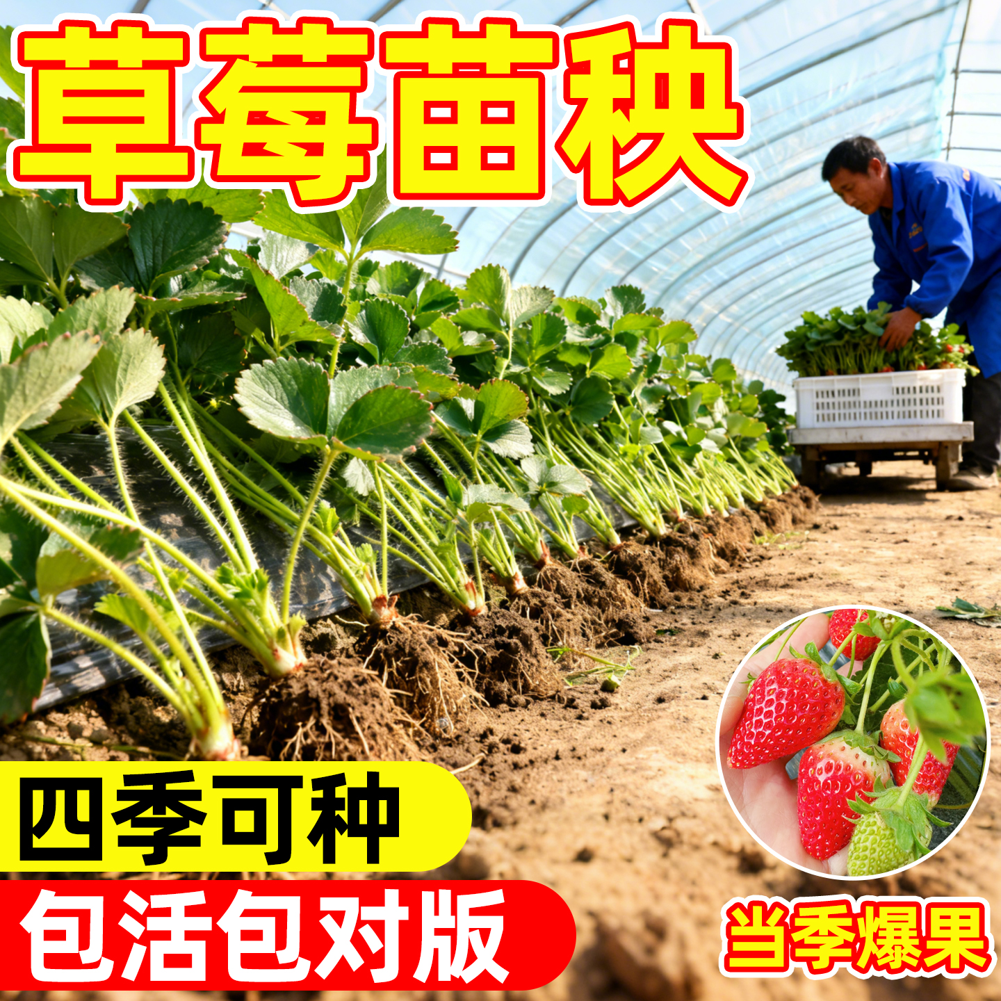 草莓苗脱毒穴盘苗秧苗四季奶油丹东阳台种植室内水果盆栽果苗耐寒