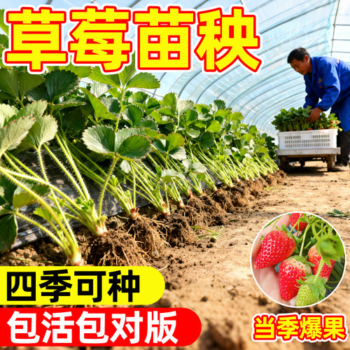 草莓苗脱毒穴盘苗秧苗四季奶油丹东阳台种植室内水果盆栽果苗耐寒