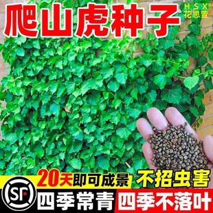 爬山虎种子爬藤绿化爬墙虎种籽四季易种庭院藤蔓变色植物爬墙虎苗