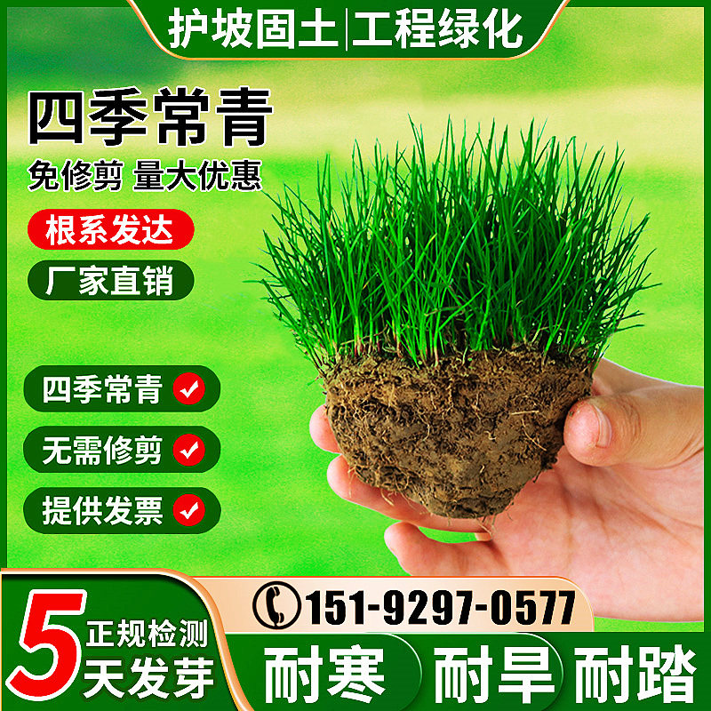 草坪种子四季常青护坡绿化草籽