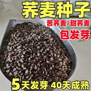 高产甜荞麦种子优质蜜源荞麦种子黑荞麦种子苦荞种子四季种植包邮