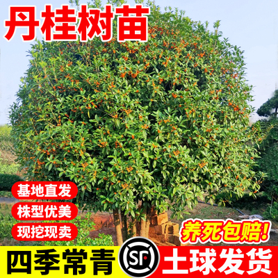 花思萱大型桂花树苗庭院别墅
