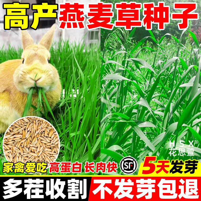 燕麦种子四季高产高蛋白耐寒养殖牧草籽多茬收割家禽喜食畜牧种籽