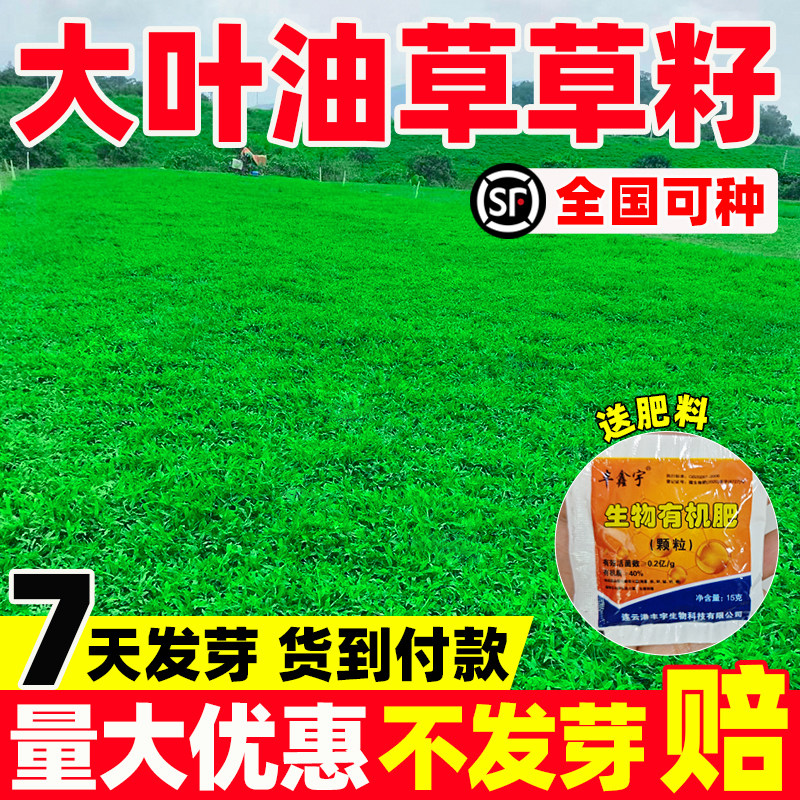 大叶油草草籽四季常青护坡固土矿山复绿生态修复绿化工程草坪种子