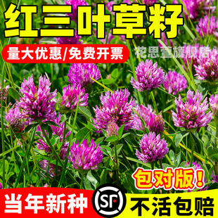 四季常青红三叶草籽进口红花三叶草种籽绿化白三叶草种子耐寒耐旱