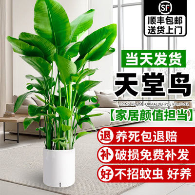 天堂鸟室内盆栽绿植大型客厅植物落地真树办公室鹤望兰花卉大盆栽