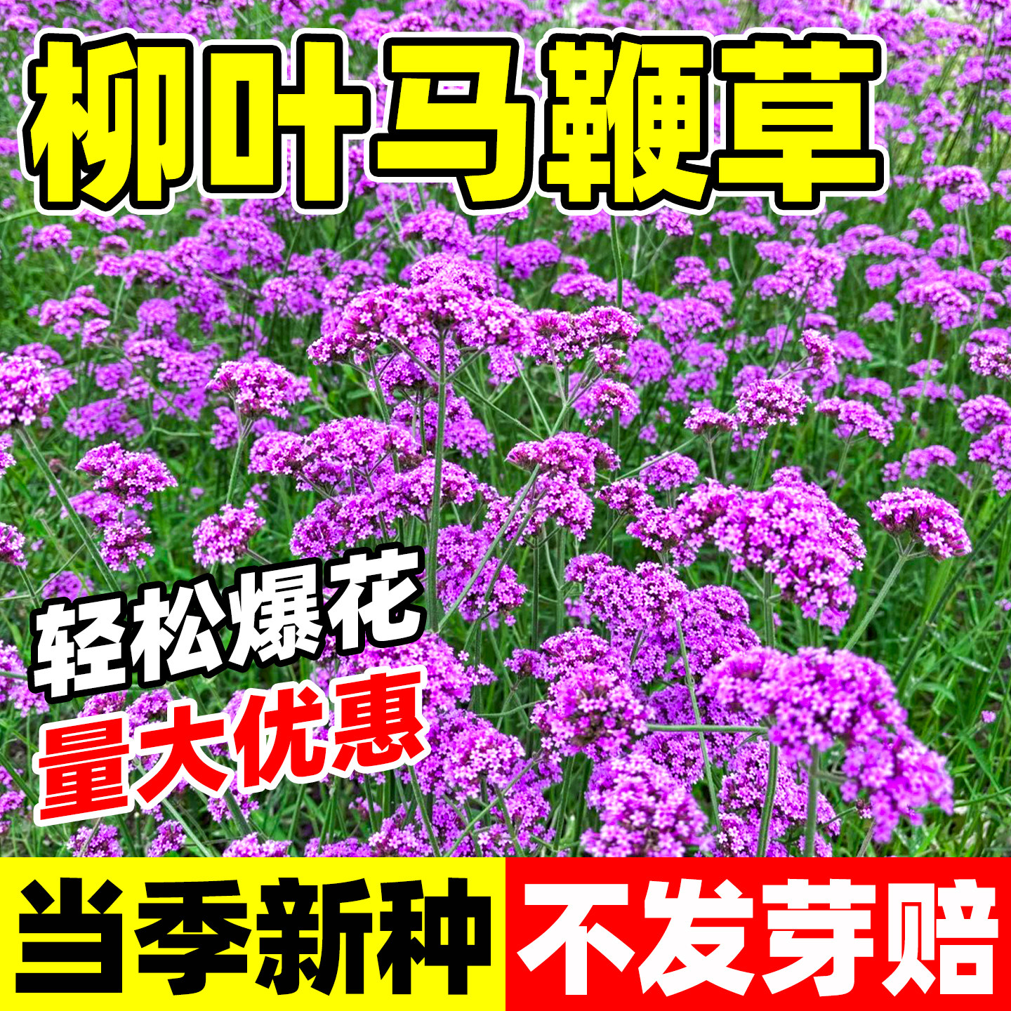 柳叶马鞭草种子春秋播种多年生耐寒花籽婚纱摄影花海景观花种籽孑