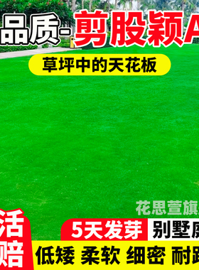 矮生剪股颖a4本特草坪草籽庭院绿化四季常青免修剪耐踩踏草皮种子