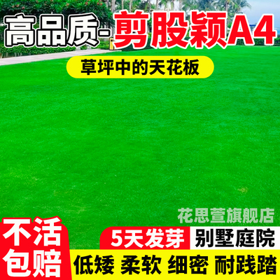 矮生剪股颖a4本特草坪草籽庭院绿化四季常青免修剪耐踩踏草皮种子