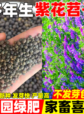 紫花苕种子光叶毛苕子牧草果园绿肥种籽高产箭舌野豌豆多年生草籽
