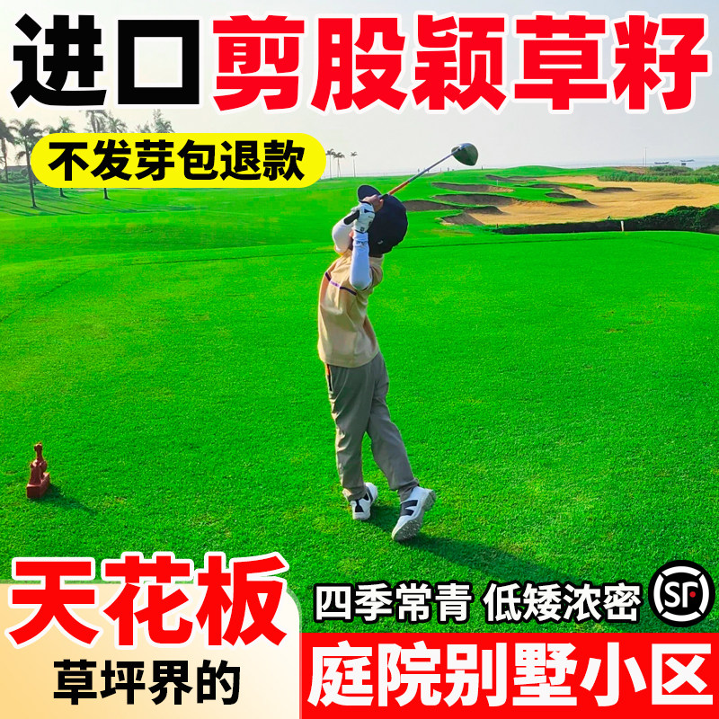 剪股颖草籽免修剪庭院别墅绿化耐踩草坪四季常青高档球场草皮种子