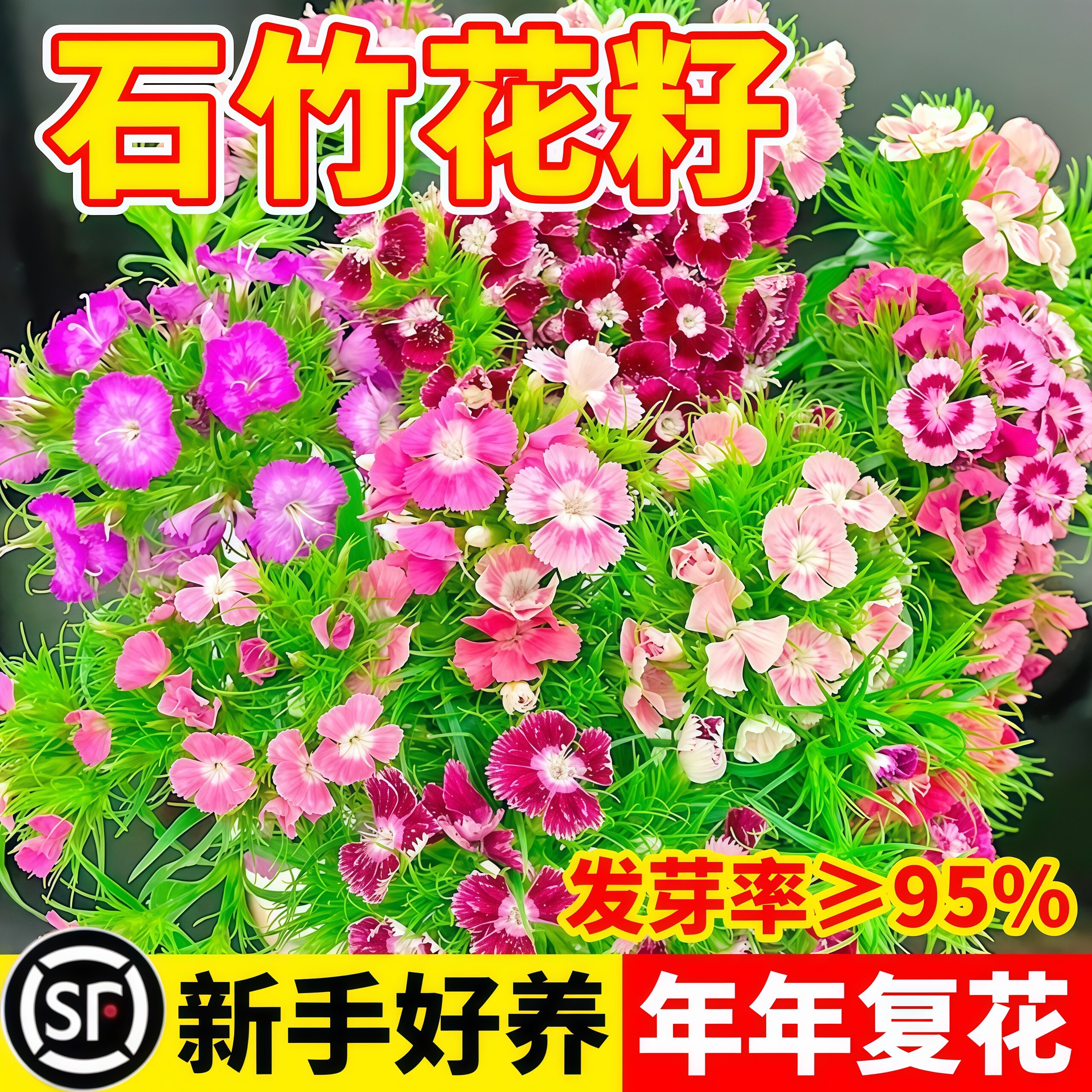 石竹种籽五彩混色欧石竹种子四季播种易成活庭院别墅花海景观花籽