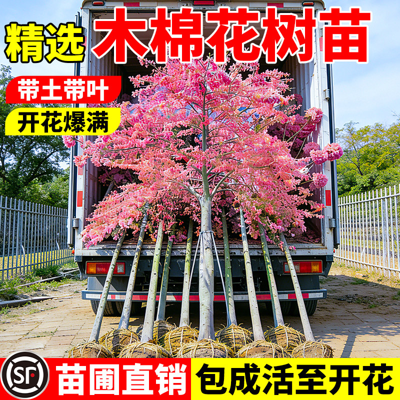 木棉花树苗四季种植当年开花阳台庭院盆栽地栽易活耐旱大型观赏花