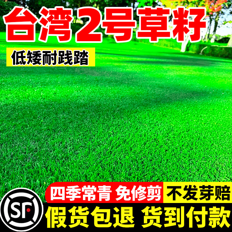 台湾草种子台湾2号草籽