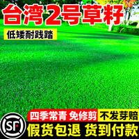 低矮臺(tái)灣2號(hào)草籽庭院別墅矮生四季常青耐踩踏工程綠化臺(tái)灣草種子