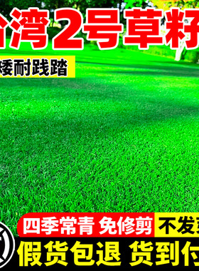 低矮台湾2号草籽庭院别墅矮生四季常青耐踩踏工程绿化台湾草种子