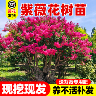 紫薇花树苗庭院风景树苗种植花卉植物室外红紫薇花苗别墅绿化盆栽