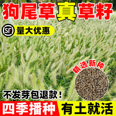 四季常青狗尾巴草种子矿山复绿野草种籽耐旱耐寒绿化工程护坡草籽