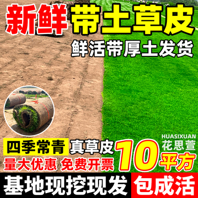 草皮真草坪带土别墅花园绿化低矮免修剪四季青果岭草地毯草马尼拉