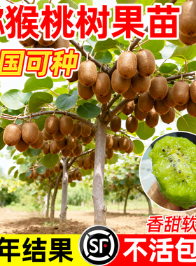 猕猴桃树果苗雌雄同株猕猴桃苗徐香嫁接南北方种植庭院四季可种植