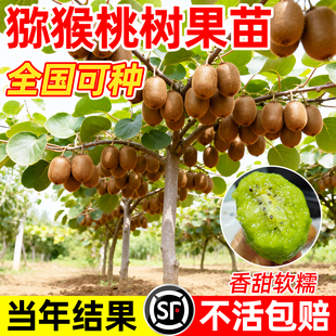 猕猴桃树果苗雌雄同株猕猴桃苗徐香嫁接南北方种植庭院四季可种植