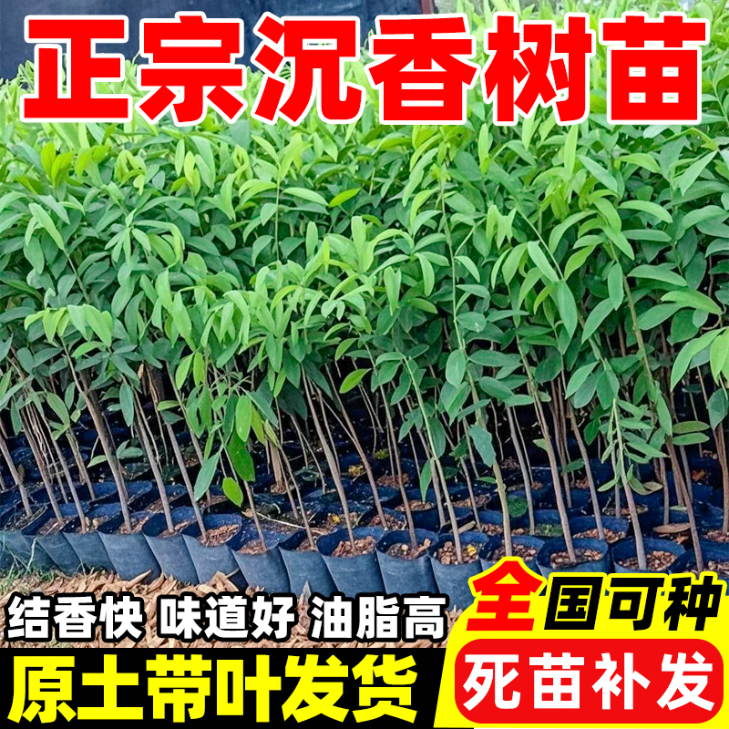 海南沉香树苗盆栽金丝楠木