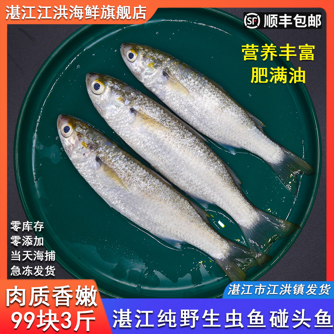 湛江江洪特产海鲜碰头鱼 虫鱼乌头鱼斋鱼尖头鱼新鲜水产海鱼3斤装