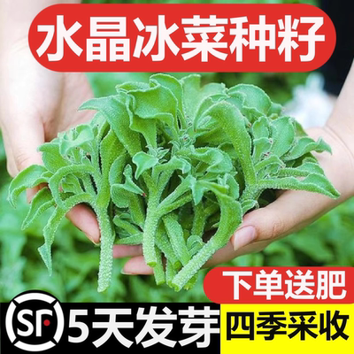 水晶冰菜种籽阳台蔬菜种子四季春秋盆栽冰草苗秧秋冬种植青菜种孑