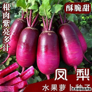 脆甜凤梨水果萝卜种子紫美人婕美潍县青水果萝卜四季阳台盆栽种子