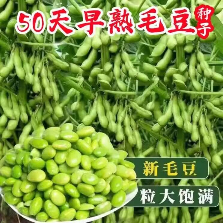 青食毛豆种籽早熟大荚毛豆种子农家四季青黄豆大豆春秋蔬菜种子孑图片