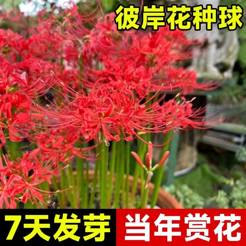 彼岸花种球曼珠沙华红花换锦石蒜种球阳台盆栽浓香四季播种花种籽
