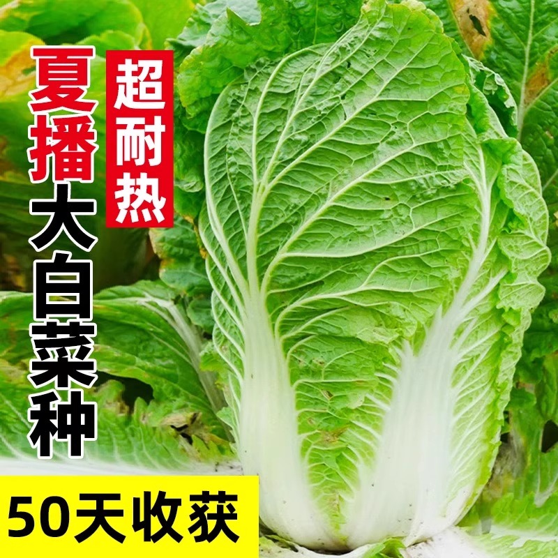 夏阳大白菜种子四季种的黄心菜50天早熟抗热耐高温夏季蔬菜种籽孑