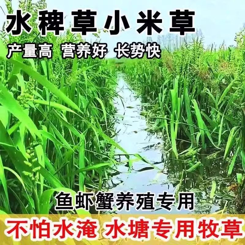小米草种子养殖水草虾蟹雀叶稗湖南稷子牧草种子水草籽喂鱼草种籽,鲜花速递/花卉仿真/绿植园艺,家庭园艺种子,淘宝优惠券,粉丝福利购,淘宝优惠卷