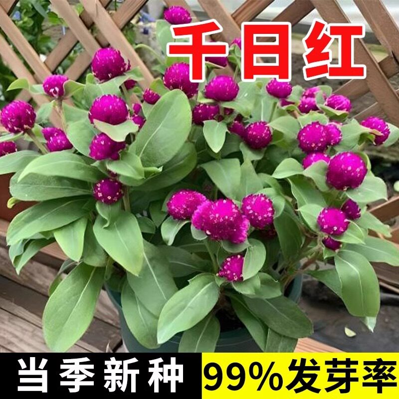 千日红种子百日红矮生火球花春秋花卉盆栽四季园林绿化千日紫花籽,鲜花速递/花卉仿真/绿植园艺,家庭园艺种子,淘宝优惠券,粉丝福利购,淘宝优惠卷