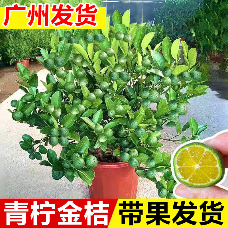 青柠金桔树盆栽带果可食用水果树苗青桔柠檬树阳台庭院四季绿植物