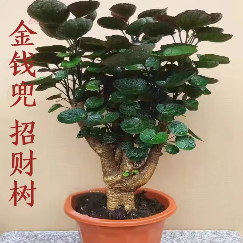 金钱兜盆栽室内植物金钱树圆叶福禄桐客厅发财树办公室旺宅真绿植