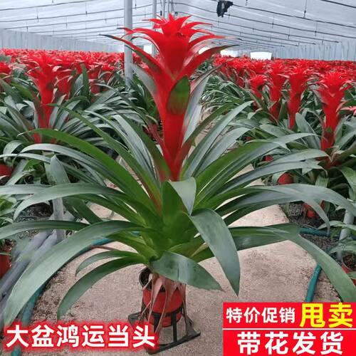 鸿运当头盆栽带花小红星办公室开红花好养花卉红掌凤梨易成活绿植