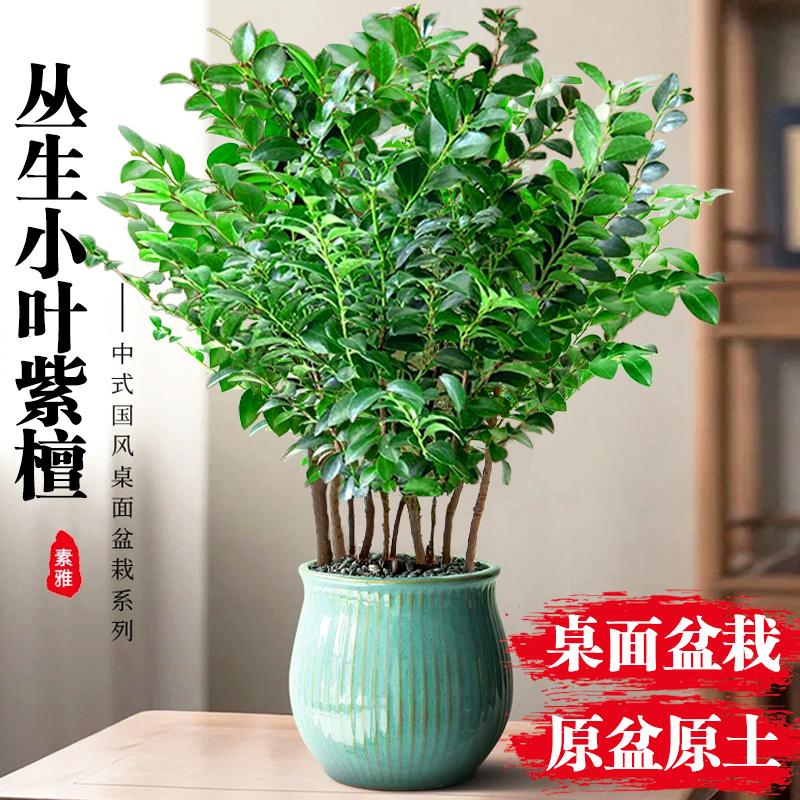 小叶紫檀盆景绿植盆栽树苗客厅办公室内桌面植物摆件四季常青易活