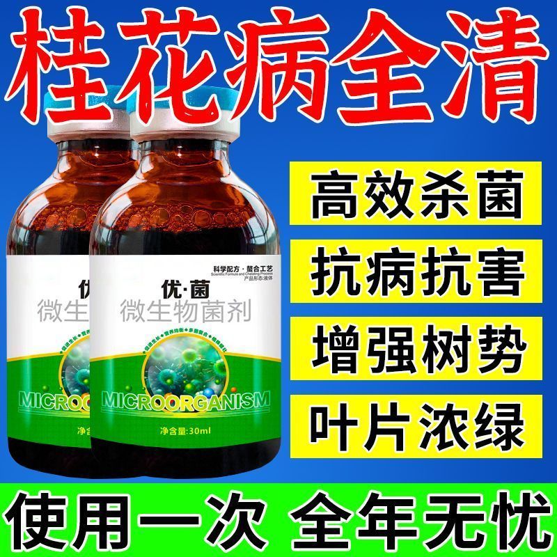 桂花叶子干尖焦专用药【急