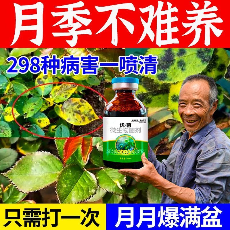 月季花专用药日灼病黄叶黑