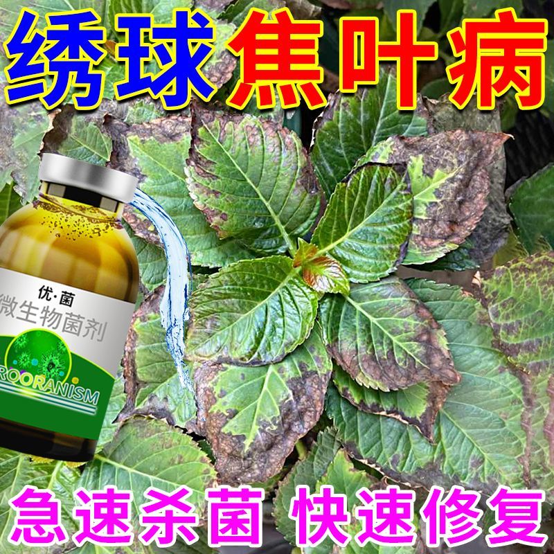 绣球白粉病高效杀菌专用花