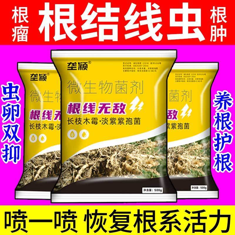 农用根结线虫专药淡紫孢菌