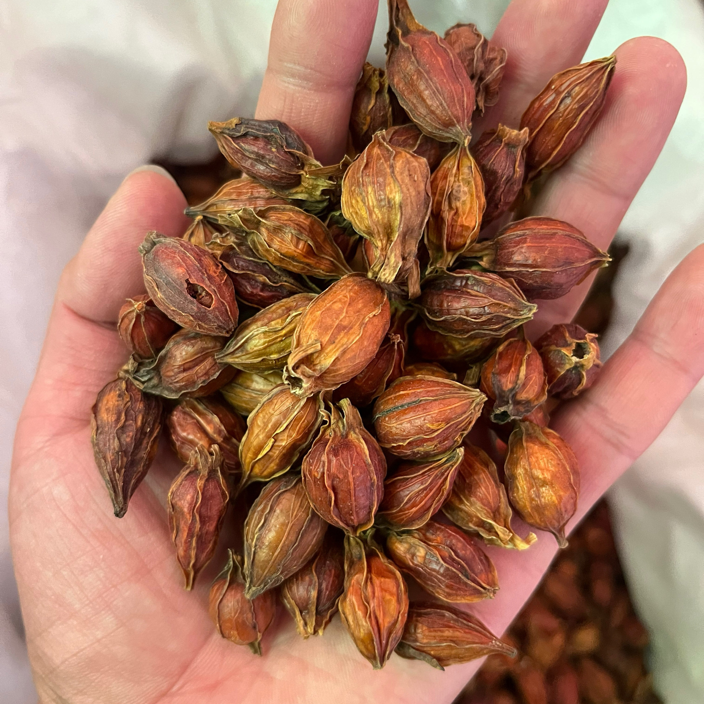 中药材栀子500克 正品江西天然栀子 正宗山栀子 泡茶包邮