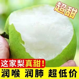 正宗砀山梨皇冠梨新鲜水果梨子薄皮自家种果园脆梨整箱甜梨子大果